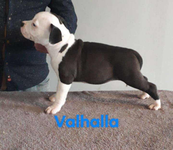 des Bergers Angéliques - Chiot disponible  - American Staffordshire Terrier