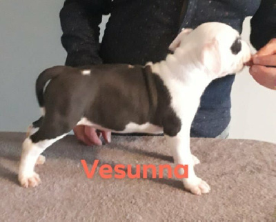 Vesunna