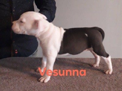 Vesunna