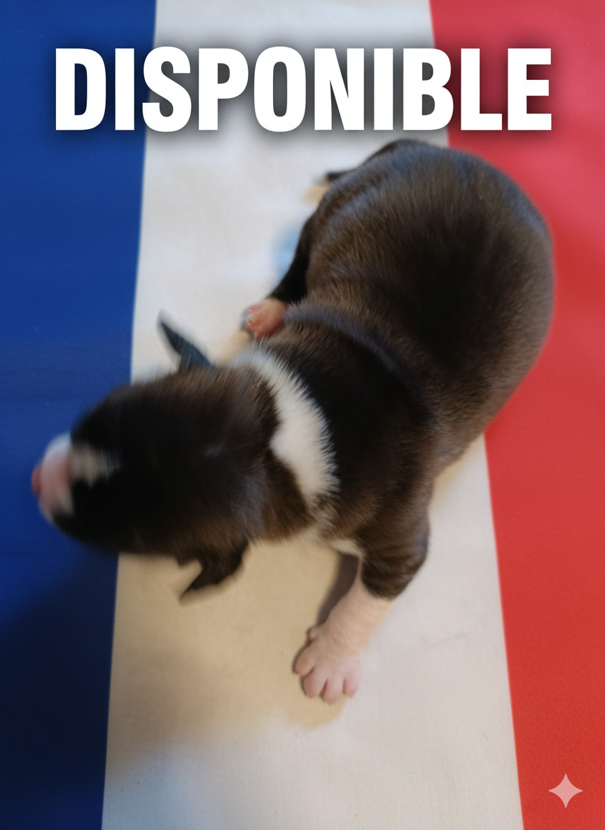 des Bergers Angéliques - Chiots disponibles - American Staffordshire Terrier