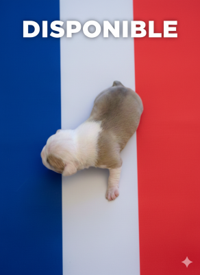 CHIOT rouge collier blanc.